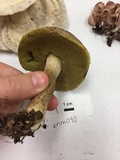 Boletus variipes var. fagicola image