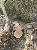 Boletus variipes var. fagicola image