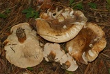 Tricholoma aurantium image