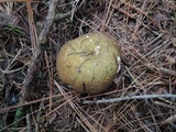 Russula xerampelina image