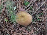 Russula xerampelina image