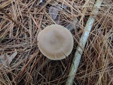Entoloma rhodopolium image