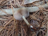 Entoloma rhodopolium image