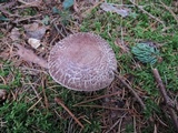 Agaricus silvaticus image