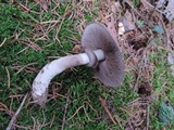 Agaricus silvaticus image