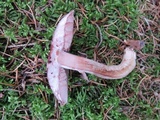 Agaricus silvaticus image
