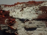 Hyphoderma capitatum image