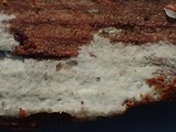 Hyphoderma capitatum image