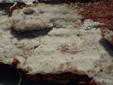 Hyphoderma capitatum image