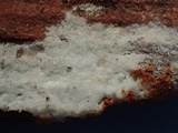 Hyphoderma capitatum image