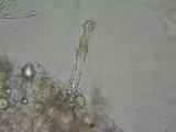 Hyphoderma capitatum image