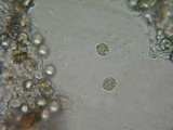 Hyphoderma capitatum image