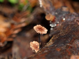 Gymnopus androsaceus image