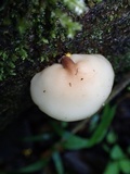 Auriscalpium villipes image