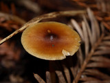 Caulorhiza umbonata image