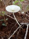 Leucocoprinus fragilissimus image