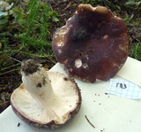 Russula vesca image