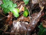 Marasmius epiphylloides image