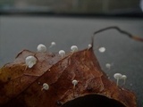 Marasmius epiphylloides image
