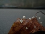 Marasmius epiphylloides image