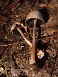 Panaeolus semiovatus image