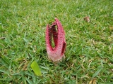 Clathrus archeri image