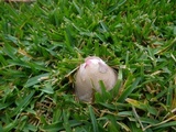 Clathrus archeri image