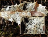 Coccomyces dentatus image