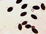 Panaeolus semiovatus image