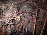 Pithya cupressina image