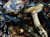 Cortinarius glutinosoarmillatus image