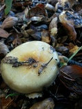 Cortinarius glutinosoarmillatus image