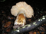 Russula fragrantissima image