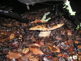 Russula fragrantissima image
