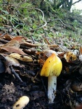 Hygrocybe acutoconica image