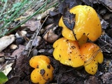 Hygrocybe acutoconica image