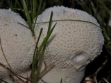 Lycoperdon curtisii image