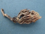 Ramaria stricta image