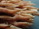 Ramaria stricta image