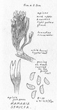 Ramaria stricta image