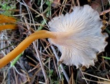 Craterellus lutescens image