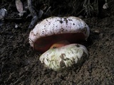 Rubroboletus eastwoodiae image