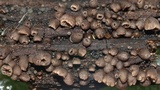 Resupinatus applicatus image