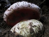 Rubroboletus eastwoodiae image