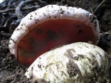 Rubroboletus eastwoodiae image