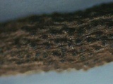 Cordyceps stylophora image