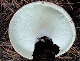 Russula delica image