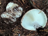 Russula delica image