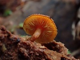 Gymnopilus bellulus image