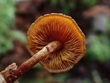 Gymnopilus bellulus image